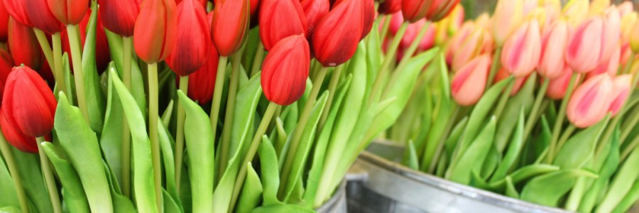 Tulipani Amsterdam