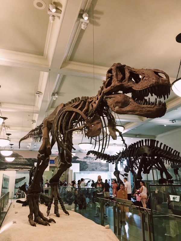 American Museum Natural History 02.jpg
