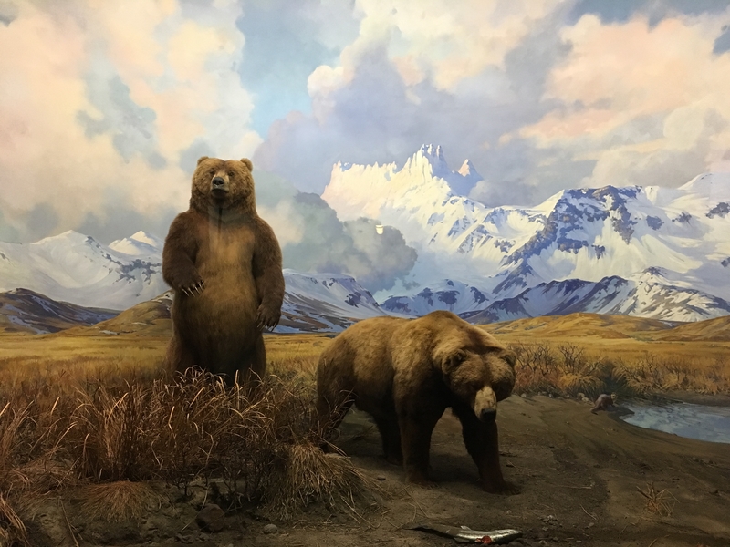 American Museum Natural History 04.jpg