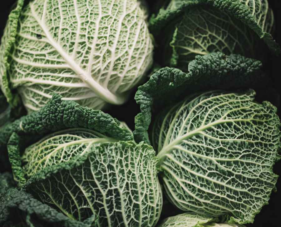 macro photography of green cabbages